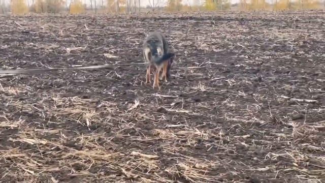 След на пашне. Диагонали, 3 острых угла. Прокладка чужая, выдержка 2,5 часа. Valencia fon Argus-Hau смотреть онлайн