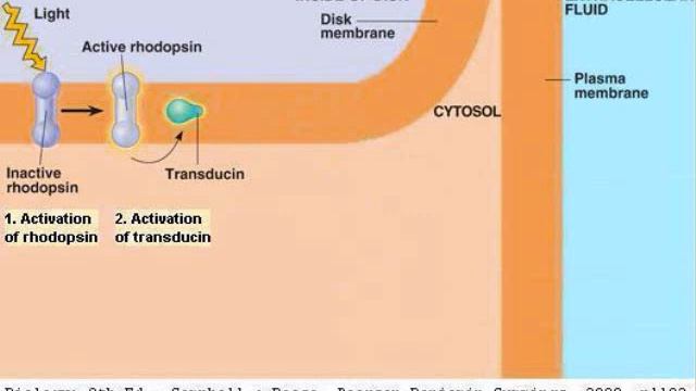 Human Eye: 04: Biochemistry смотреть онлайн