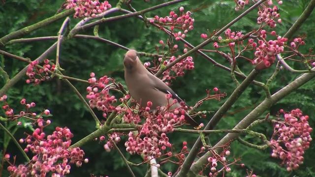 British Garden Birds Waxwings смотреть онлайн