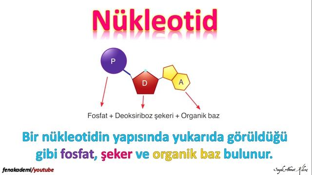 DNA ve genetik kod v.2 смотреть онлайн