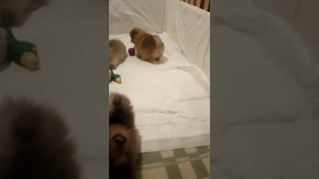 Щенки шпица. 1 месяц и почти три недели. Играют. смотреть онлайн