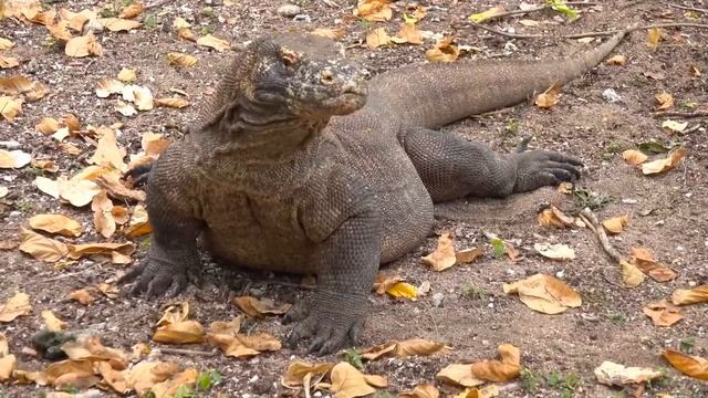 Menggali Flora & Fauna Terkenal Di Indonesia смотреть онлайн