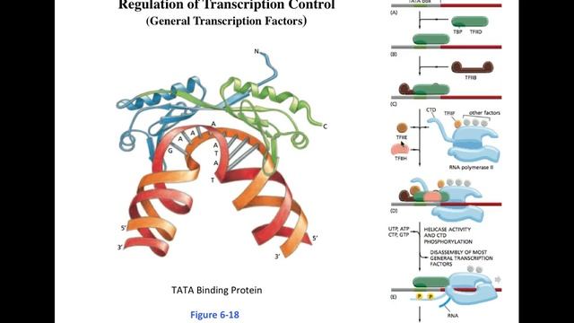 Lecture 2 Regulation of Transcription control смотреть онлайн