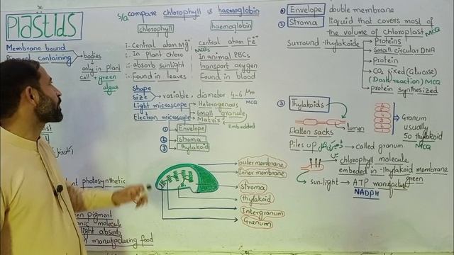 Plastids || Plastids structure and function || Chloroplast structure and function смотреть онлайн