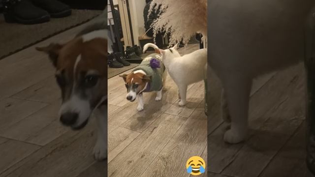 Развлекуха 🥰 #любовь #радость #счастье