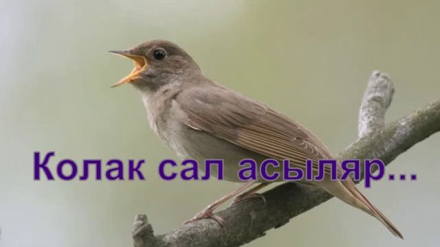 Нафкат Нигматуллин.Тыңлачы сандугач.... смотреть онлайн