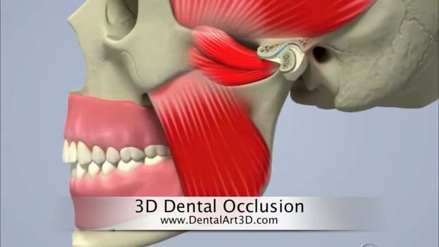 DentalArt3D. 3D Dental Occlusion. Анатомия. Гнатология.