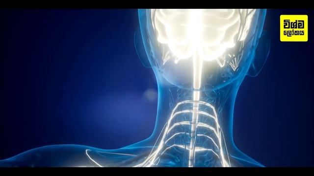 ඔබේ ශරීරය යකඩ ඌණතාවයෙන් පෙළෙන බවට හැගවෙන ලක්ෂණ 10ක් | 10 Signs and Symptoms of Iron Deficiency смотреть онлайн