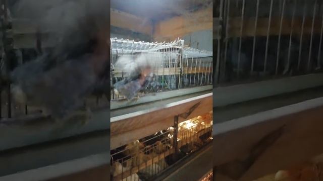 Несушки чешские доминанты 149 чёрный и 107 голубой на 25 апреля 2021 г. смотреть онлайн