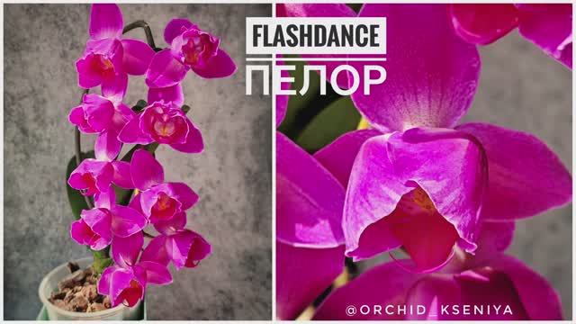Phal. FlashDance peloric 🌷 Домашнее цветение красивого голландского пелора орхидеи Флешдэнс | Обзор смотреть онлайн