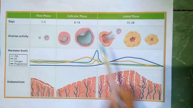 Grafik Level Hormon Siklus Menstruasi смотреть онлайн