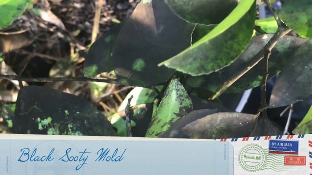 Surprise| This citrus plant is bearing fruits | Treating Black Sooty Mold | Winter Hardiness смотреть онлайн