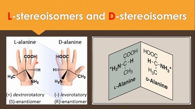 Amino Acid || Biochemistry || سنة أولى طب - كيمياء الحياتية || (M1000) || [4] смотреть онлайн