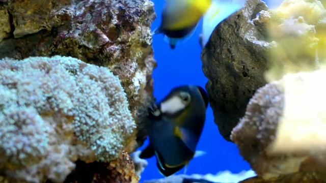 FISHES BUILT A CAROUSEL- РЫБЫ СОЗДАЛИ КАРУСЕЛЬ смотреть онлайн