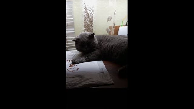 Кот спит и мурчит громко смотреть онлайн