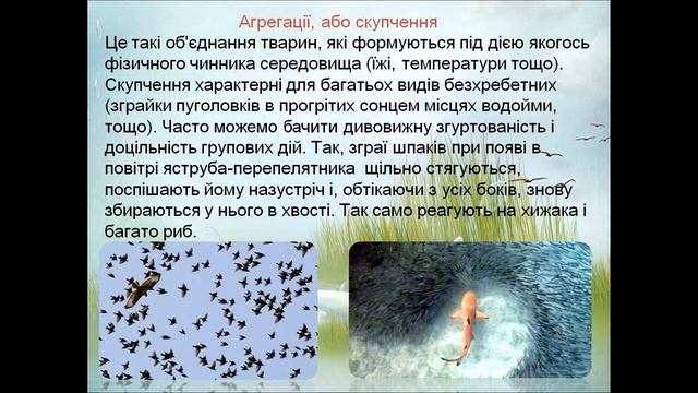 Біологія (7 клас). Типи угруповань тварин. Вчитель: Крючек Лариса Анатоліївна смотреть онлайн