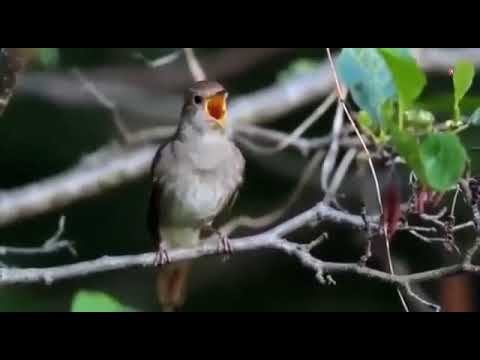 Под окном черемуха колышиться... смотреть онлайн