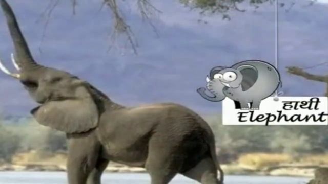 Natural Vegetation And Wildlife FULL(हिन्दी में)eXplained || CBSE CLASS 9 EXPLANATION смотреть онлайн