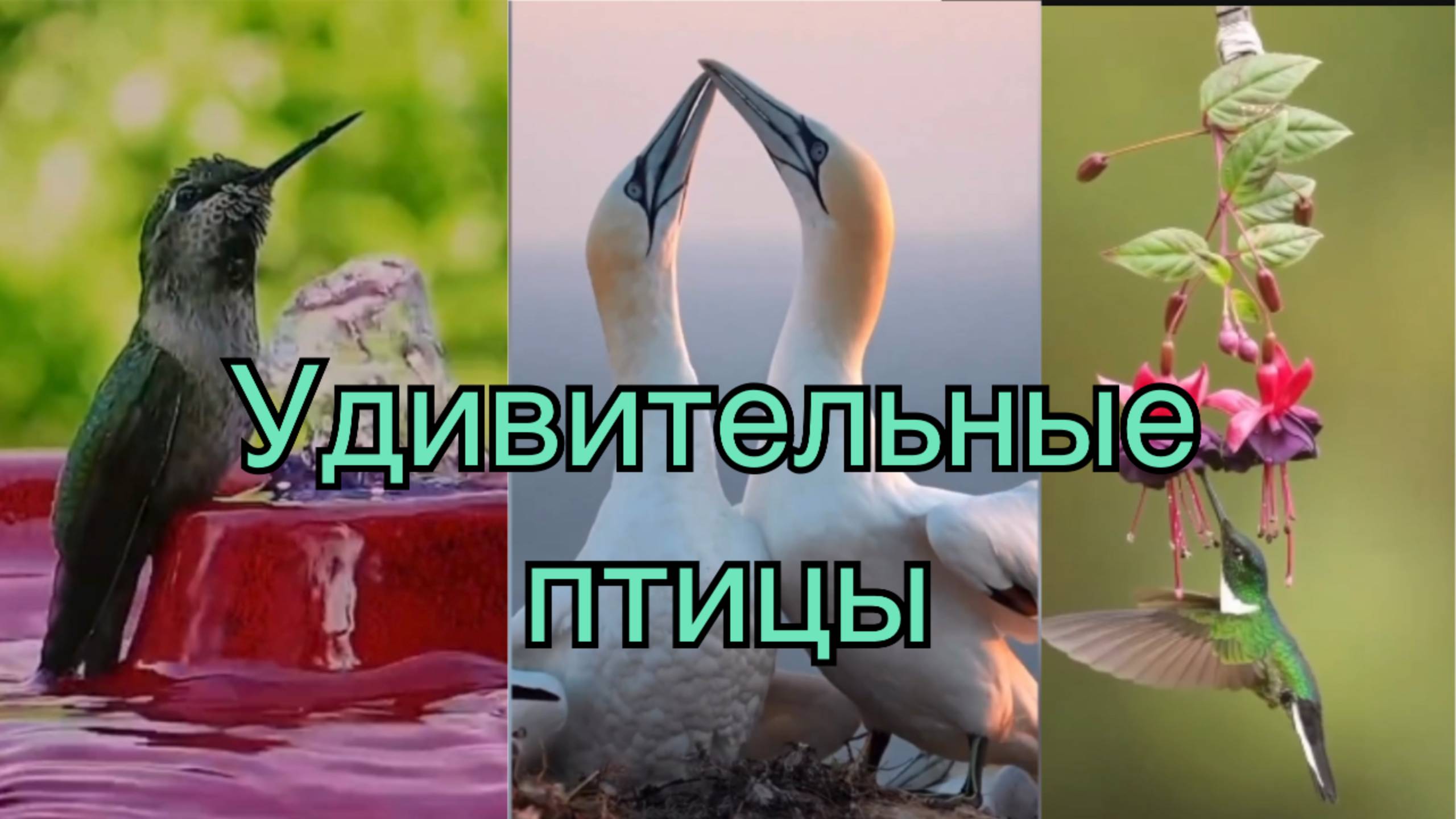 Удивительные птицы