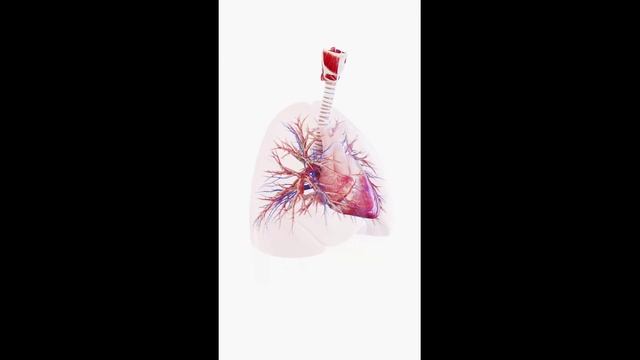 Дыхательная система человека. Анатомия для младших школьников смотреть онлайн