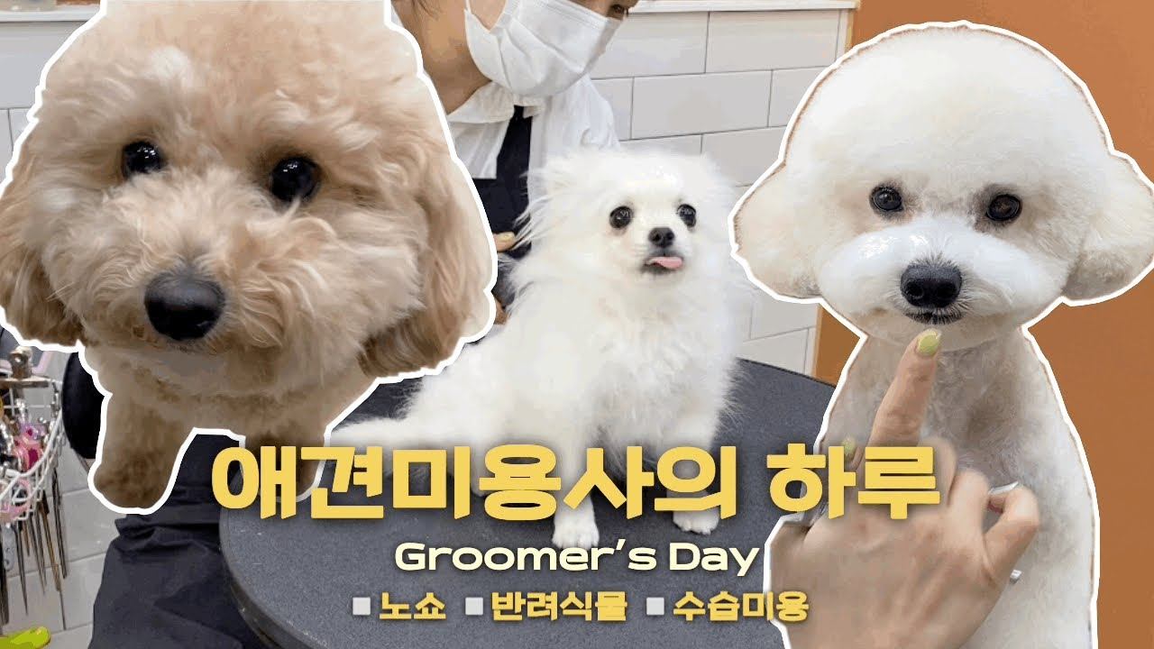 나의 하루 / 노쇼 / 반려식물관리 / 애견미용사의하루 / Groomer’s day смотреть онлайн