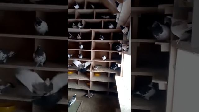 Нежинские голуби/Сергей/Борщаговка смотреть онлайн