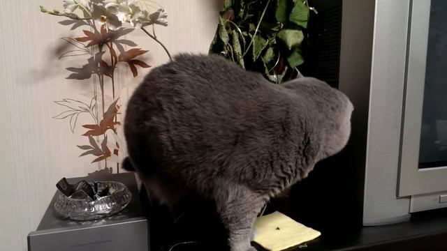 [IRL] My British Cat Xenon смотреть онлайн