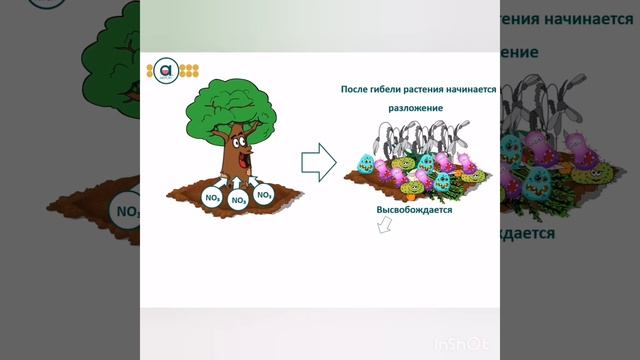Азоттың табиғаттағы айналымы. Айдын Айгүл