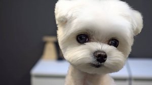 стрижка для мальтезе (мальтийской болонки)