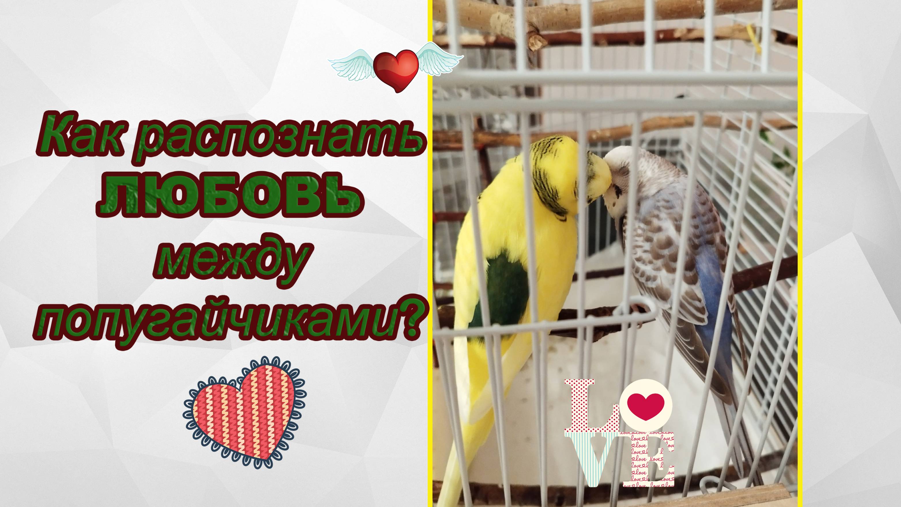 Как понять ЛЮБОВЬ между Волнистыми попугайчиками? Любовь у Молли и Чики. смотреть онлайн