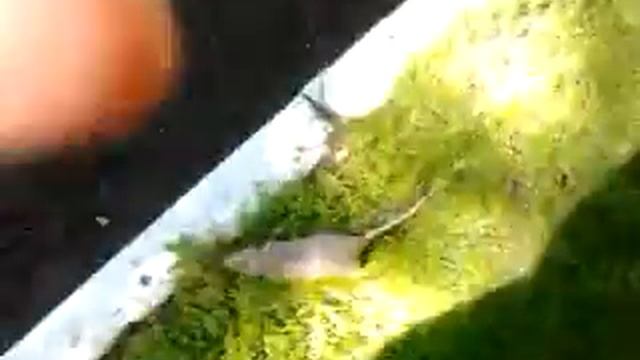 Моя крыса Амалия смотреть онлайн