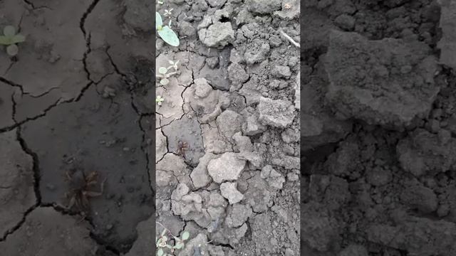 Борьба с медведкой. смотреть онлайн