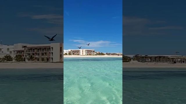 Красивые Пеликаны на пляже Кайо Коко. Куба за 57 тысяч рублей с перелетом 10 ночей. @tutsi-dieti смотреть онлайн