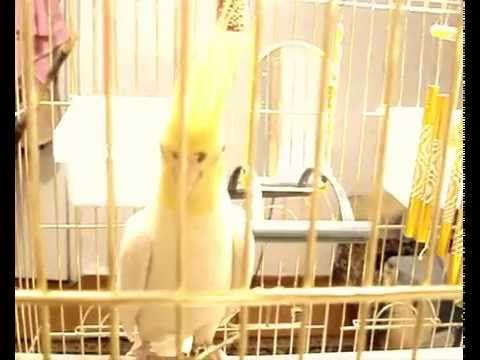 Попугай Кеша, корелла смотреть онлайн