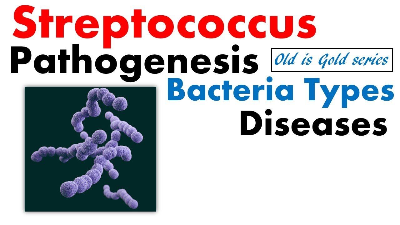 Streptococcus bacteria microbiology | pathogenesis, disease, infection, toxin, treatment смотреть онлайн
