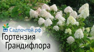 Гортензия метельчатая «Грандифлора»