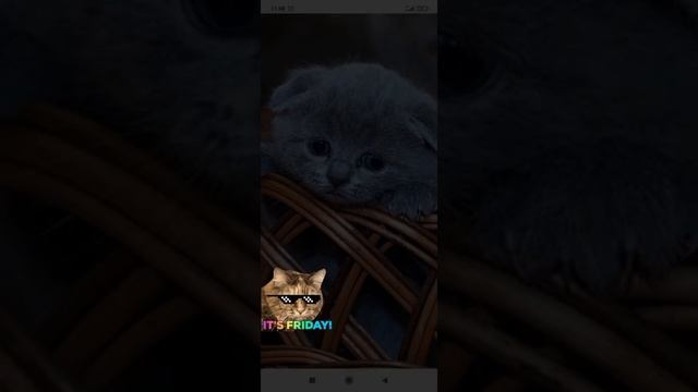 котики смотреть онлайн