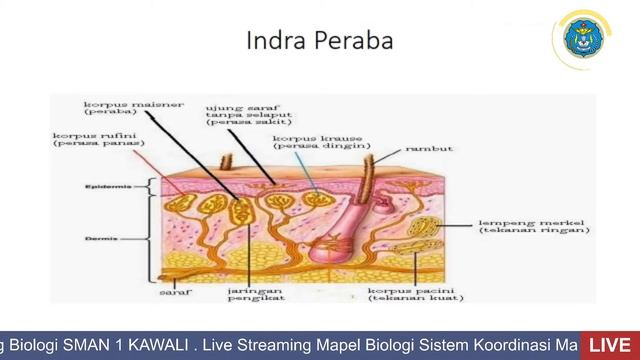 (Live Teaching) Mapel Biologi 'Sistem Koordinasi Manusia Bagian 4' смотреть онлайн