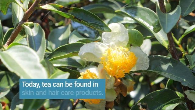 Tea: The world’s second favourite beverage смотреть онлайн