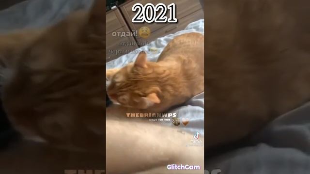 Подборка видео с Брайном из тик тока 2 часть смотреть онлайн