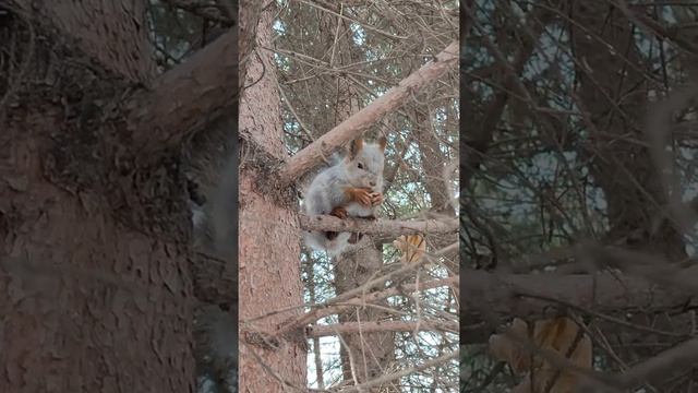 Белочка ест фундук смотреть онлайн