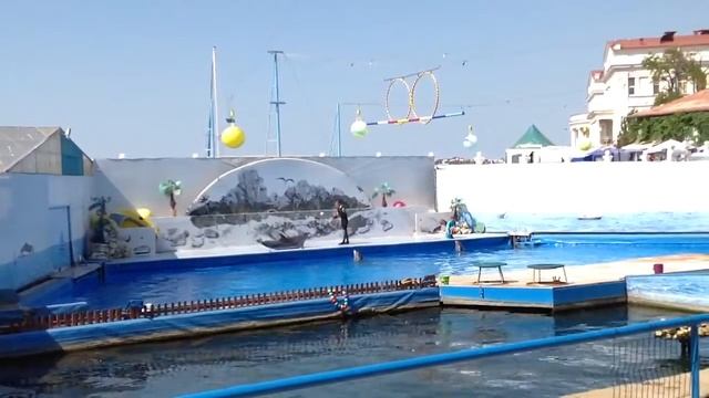 Севастопольские дельфины смотреть онлайн