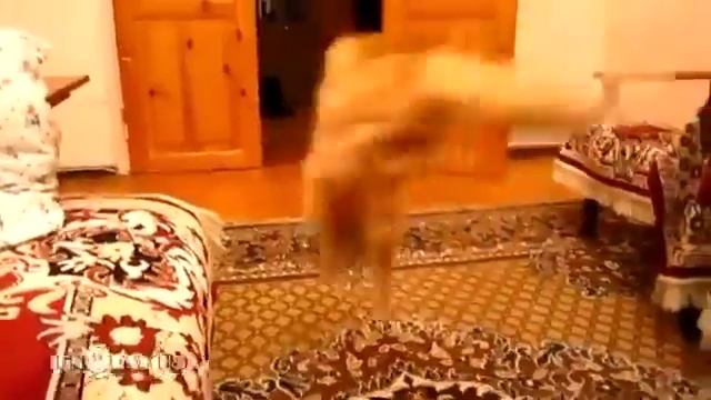 Кот Марио смотреть онлайн