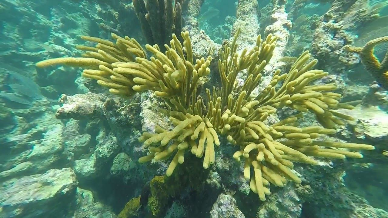 Snorkeling Brisas Guardalavaca Cuba смотреть онлайн
