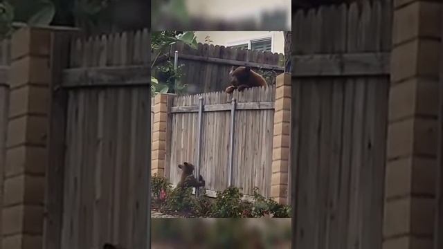 Крепкий забор однако ☝️✌️😉😂😂😂 смотреть онлайн