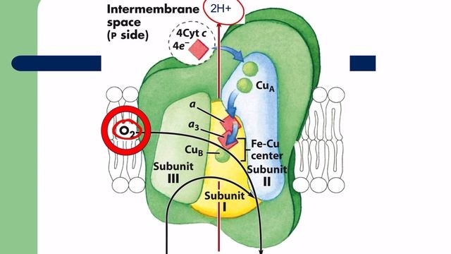 Lecture 13 The Electron Transport Chain смотреть онлайн
