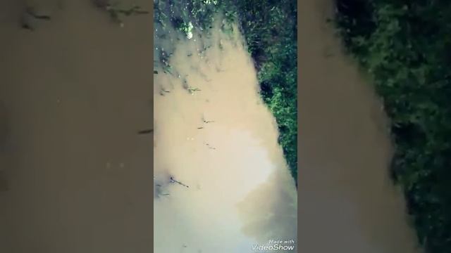 река Кума в посёлке Новокумском изменила свой уровень воды 06.06.17 смотреть онлайн