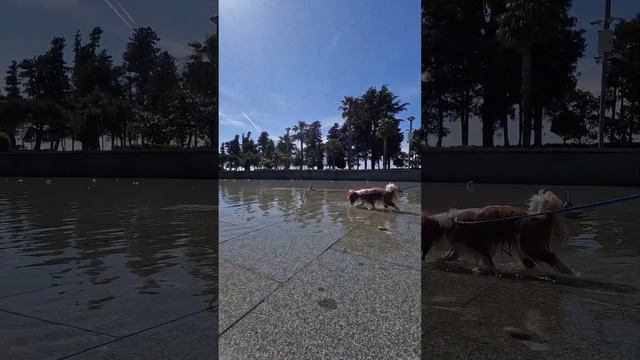 Кавалер Кинг Чарльз Спаниель в воде | Батуми | GoPro 10 смотреть онлайн