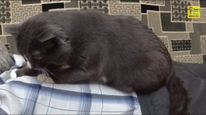 Кот делает массаж