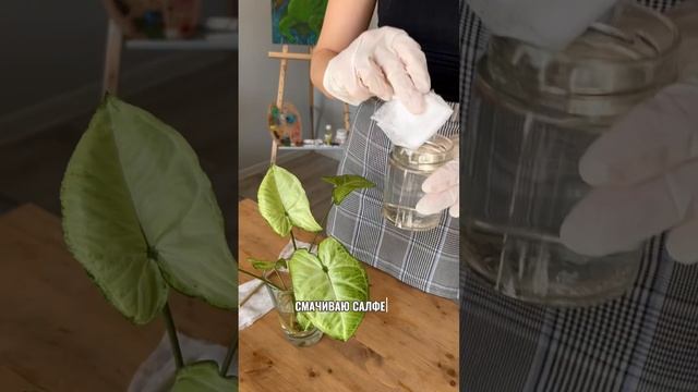 Бережно избавляюсь от вредителей 💚 смотреть онлайн